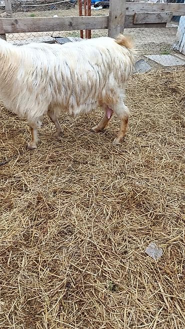 tap az keciler: Salam.sydlu keci 3 aydl dogub.butulka emcey.barter erkey — 1