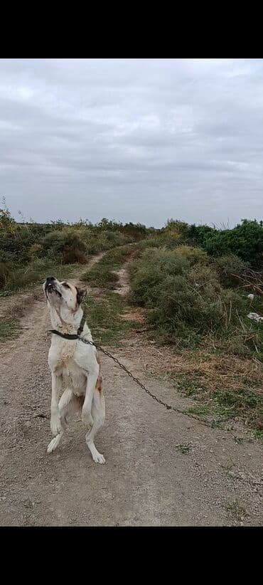 it adları erkek: Alabay, Dişi — 3