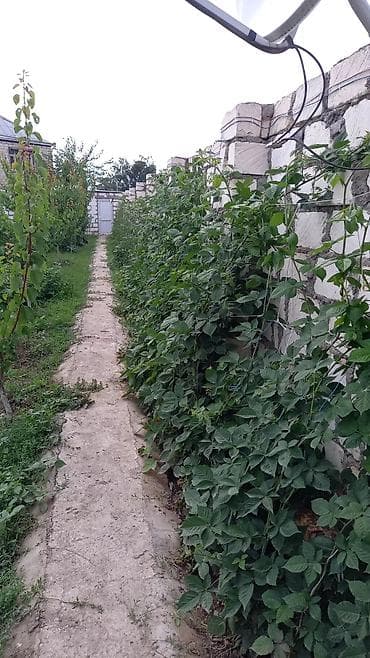 dekorativ agaclarin satisi: Tinglər — 3