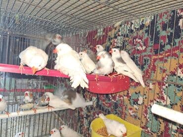 Gəmiricilər: Salam. Amadin zebra 25eded Amadin risovka 11eded Amadin yaponka 1cut — 3