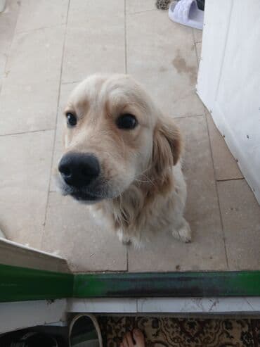 Balıqlar: Salam Golden Retriver Satiram Temiz Saf Qandir.1 Yawi var Cutlewdirib — 5