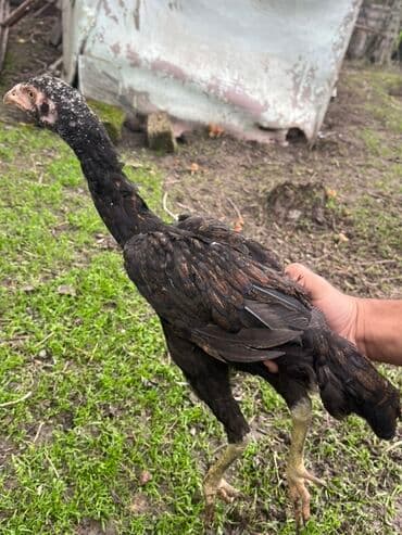 ineklerin satisi: Toyuq cücələri, Damazlıq — 10