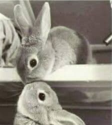 Коровы, быки: Dovsan balalaro topdan. Ve erkek boyuk dovsanlarda hemcinin — 1