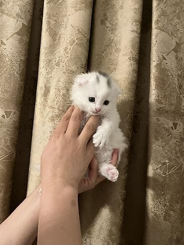 pişik yuvası: Ağ, uzun tüklü balaca pişiklər - Rəng: əsasən qar kimi ağ — 2