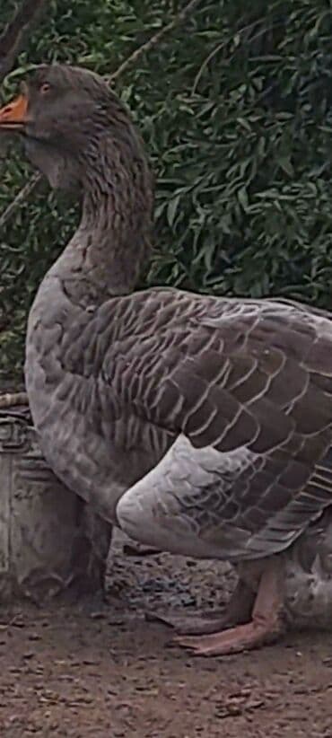 sort qazlar: Qazlar satılır - Növ: Ev qazı (ağ və boz rəngli fərdlər) - Say — 5