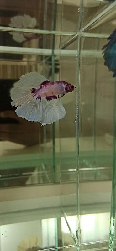 Betta (Petuşok balığı), Sülhsevər