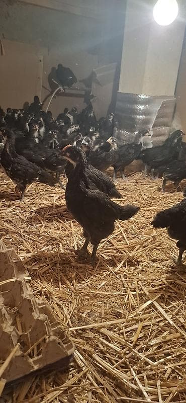 Индюшки: Куриные цыплята, Для разведения — 6