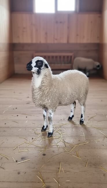 Qoyun. Toğlu Bu toğlu Dizi gözü qara sağlam damazliqa yararli sakit ev — 2