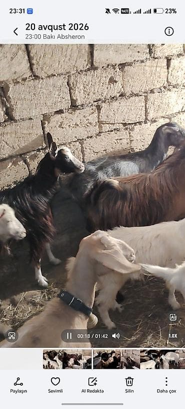 keci sanen: 14 baş keci hamsı 2 1 qarın coxsu bogazdı — 2
