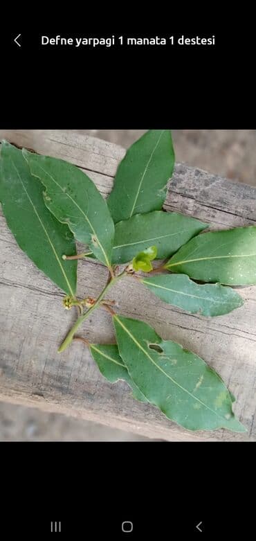moringa tozu qiyməti: Defne yarpaqi agacdan budaq şeklinde ve ya yarpaq şeklinde derilerek — 1