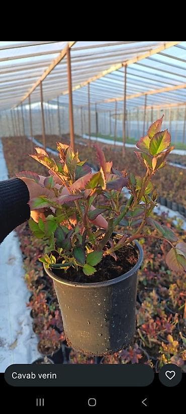 Buket güllər: Məhsul: dekorativ dibçək gülləri • Qırmızı sardunya (Pelargonium) – — 6