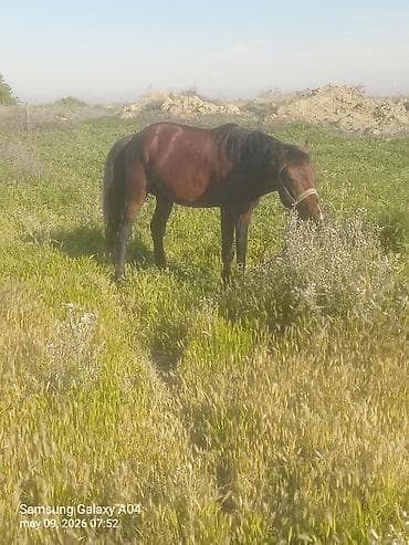 pony atlar: Erkək, il: 5, Ünvandan götürmə — 10