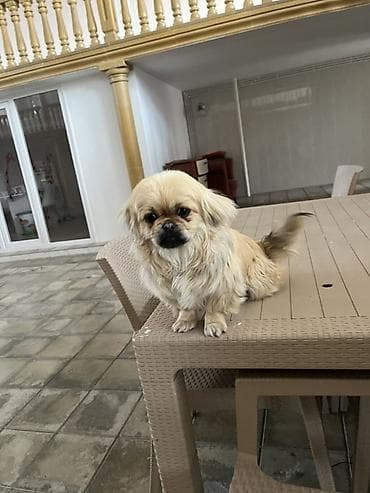 Pekines