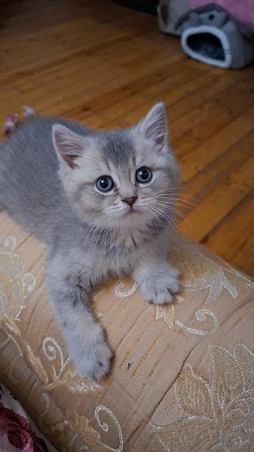 ev pişiyi satışı: Şinşilla — 1