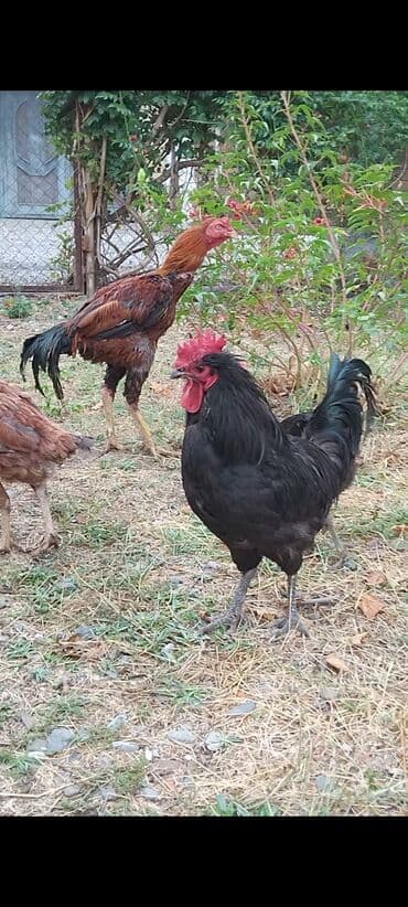 pişik satışı ucuz: Avstralop tek xrozu 30 manat 1 yaşi var — 5