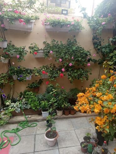 куплю комнатные растения: Şefler ve her cür ev güllərin satışı mövcudu isdediyiniz gülün — 5