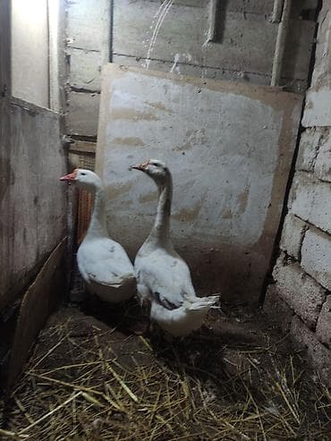 Heyvanlar üçün mallar: Qazlar – 2 ədəd Məhsul təsviri:erkey qazlar - Şəkildəki təsərrüfat — 1