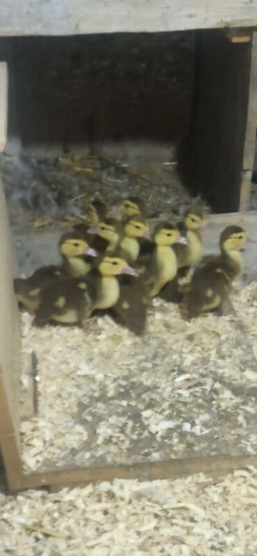 dovwan satiwi: Krasnadar sort ördək baları satılır — 1