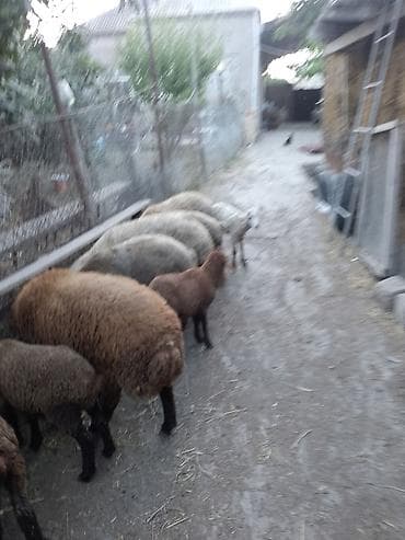 quzu: Salam hərvaxtiniz xeyir 2 qoyun,2xam şişək,1dənədə 8 aylıq qala qoç,5 — 3