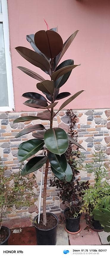 Rezin ağacı (Ficus elastica ‘Robusta’) – dekorativ iri yarpaqlı — 1