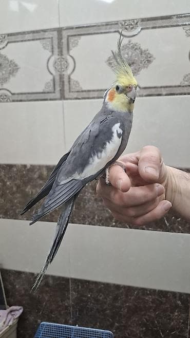 amadin qusu: Karela (cockatiel) quşları satılır. 1 cüt (erkək və dişi, 1 yaş) + 2 — 4