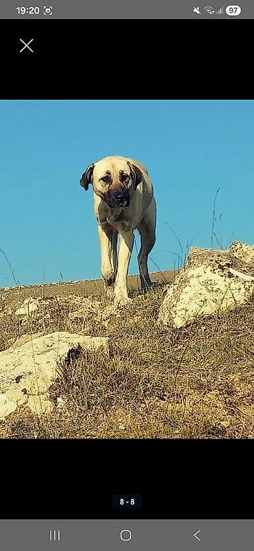 Другие животные: Гурдбасар — 3