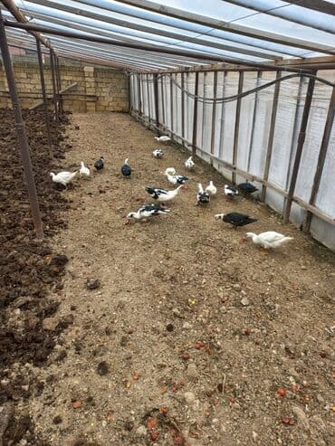 Сельхоз птицы: Самец, | Lal ordek, Для мяса, Самовывоз — 2