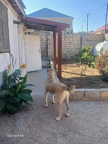coban itleri: Peyvəndli — 2