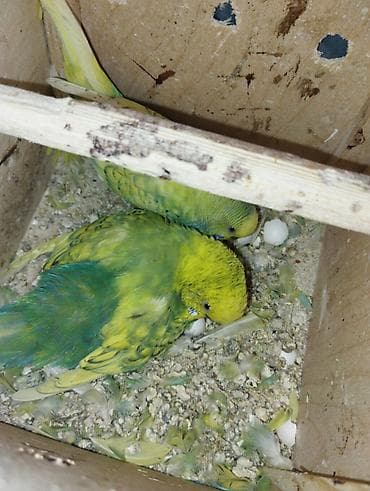 Собаки: Tam damazliq süper quşlardir altinda 4 bala ve yumurta var Real — 2