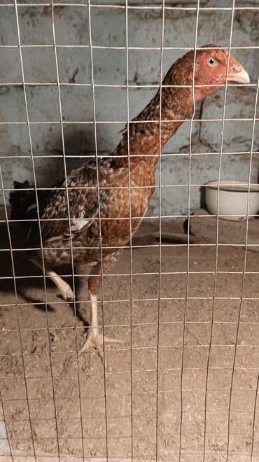 переноска для животных: Курица, Для разведения, Самовывоз — 4