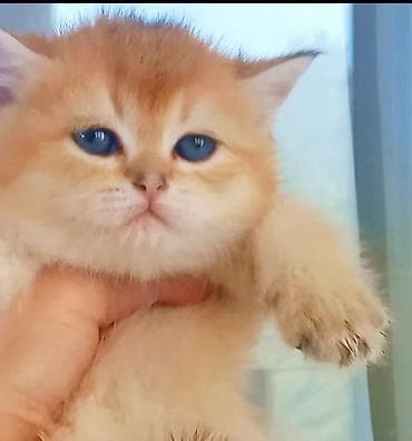 pişik cutleşdirme: Britan, Dişi, Yaxşı əllərə, Ünvandan götürmə — 1