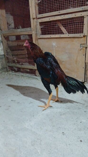 объявление о продаже собаки: Iyun çolpasıdır uşağlar yazmasın — 1