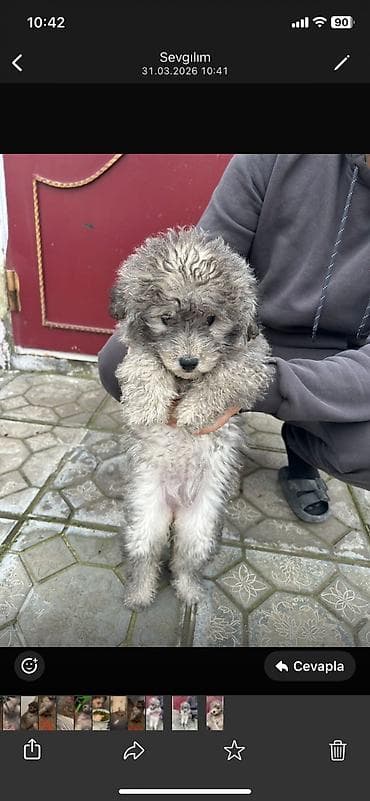 smental dana: 3 ay, Peyvəndli — 3