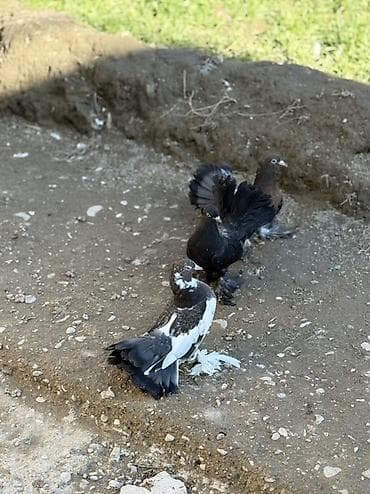 Proton: 3 Dene düşmüş London povlinleri satilir 
Ciddi alicilar yazsin — 3