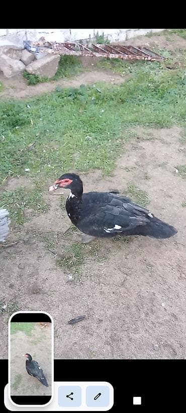 Erkək, | Lal ördək, Ətlik