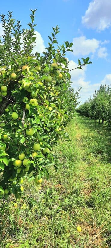 куплю дом в баку: 100 соток, Для сельского хозяйства, Собственник, Купчая — 2