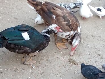 енот в баку купить: Krasnadar 1denede agaara erkeyler kökdüler tumluga Eladi maşdagadadi — 4