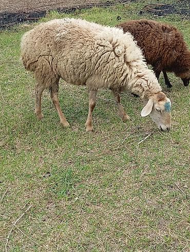 ördək balası və cücə: Dişi, il: 2, Damazlıq — 1