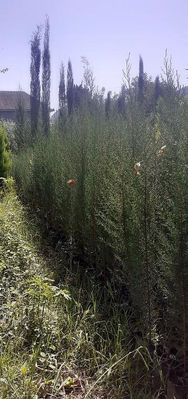 dekor patalok: Dekarativ ağaclar — 4