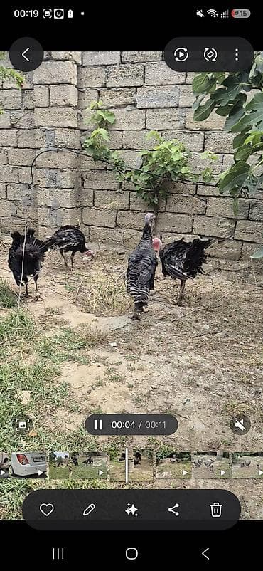 bildircin satisi: Salamaleykum erkekhindusqalar satilir — 2
