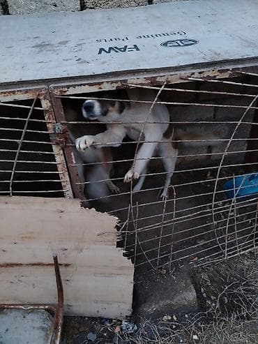maltese terrier qiymeti: 1 il, Cütləşmə üçün, Ünvandan götürmə — 3