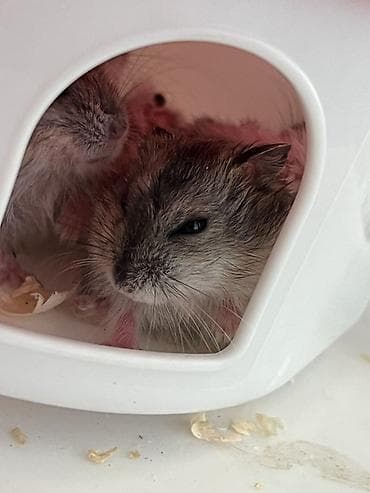 lalafo itlerin satisi: Cırtdan hamsterlər – ailələrlə və sakit mühitlə uyğun ev heyvanları - — 2