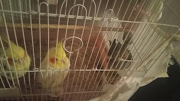 Heyvanlar üçün mallar: Nimfa (Cockatiel) papuqayları və qəfəs dəsti Məhsul təsviri: - — 2