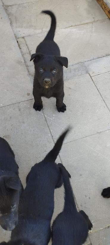 bala it sekilleri: Qara rəngli balaca it balaları - Cins: qarışıq tip (qara, qısa/orta — 1
