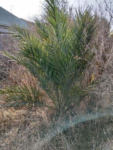 tinglər: Xurma palmaları – dekorativ və meyvəlik ting - Bitki növü: Xurma — 2