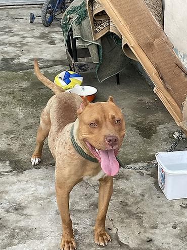 it pitbull: Pitbul, 1 il, Erkek, Peyvəndli — 2