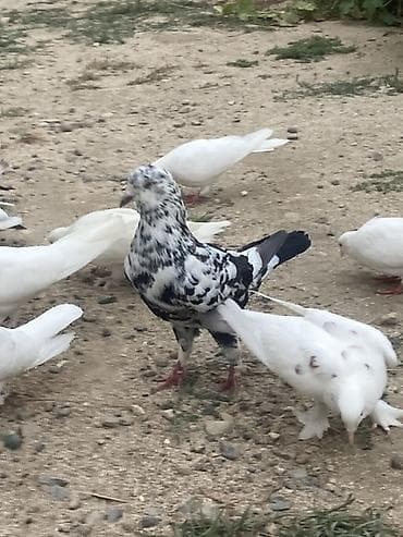 Göyərçinlər: King lər hazır cüt qiymət cütünə aiddir
Ünvan Fatmayi — 2