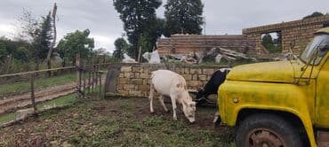 cins inekler: Самка, лет: 2, 250 кг, Для молока — 8