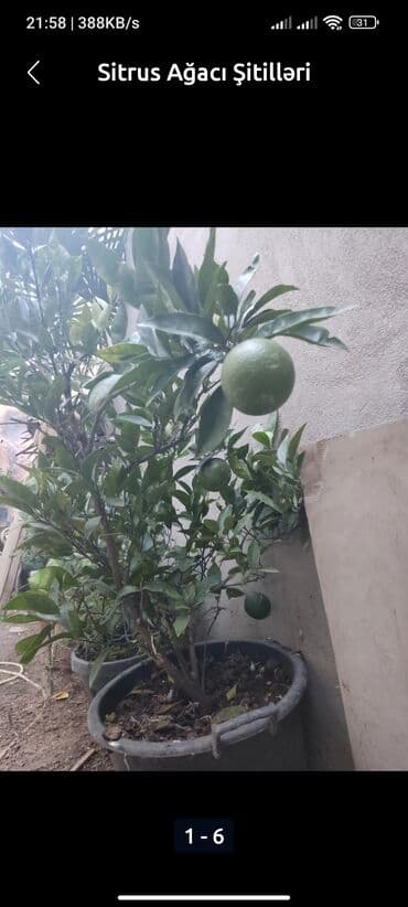 Məhsul: Sitrus ağacı şitilləri - Növ: qabda yetişdirilən sitrus