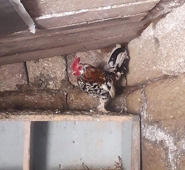 karpat ana arı: Yaponka xoruz Sattan Varsa Aliram damazliğ ucun selyan erazisində — 1